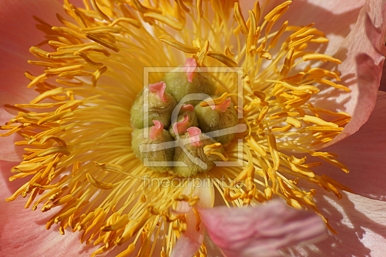 Bild-Nr.: 12824491 peony erstellt von youhaveadream