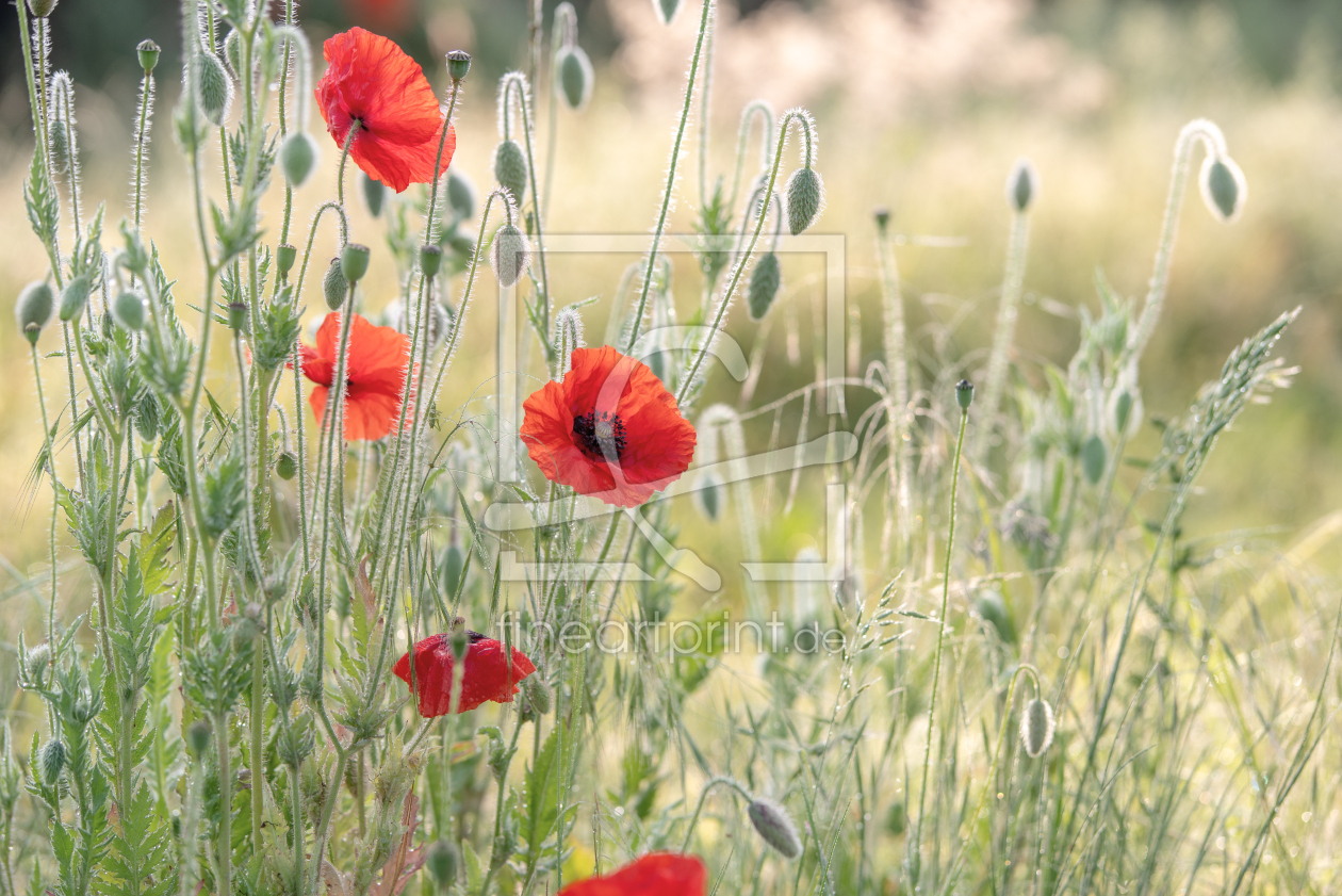 Bild-Nr.: 12824562 Klatschmohn auf Wildgras Wiese erstellt von Tanja Riedel