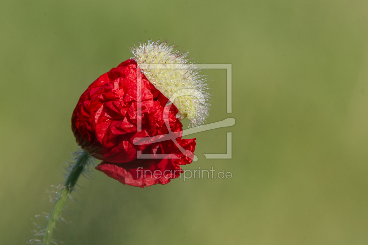 Bild-Nr.: 12824564 Klatschmohn Blüte im Morgentau erstellt von Tanja Riedel