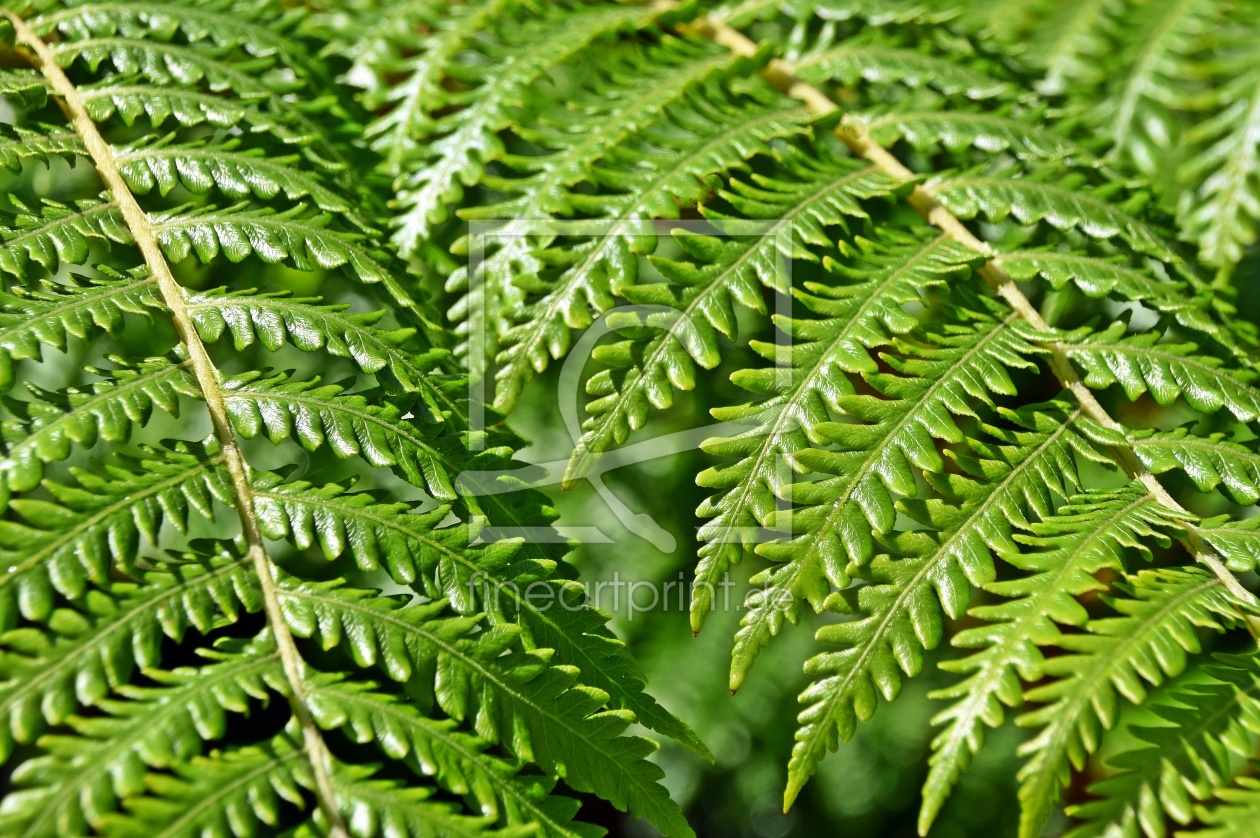 Bild-Nr.: 12824874 Baumfarn erstellt von Schwob