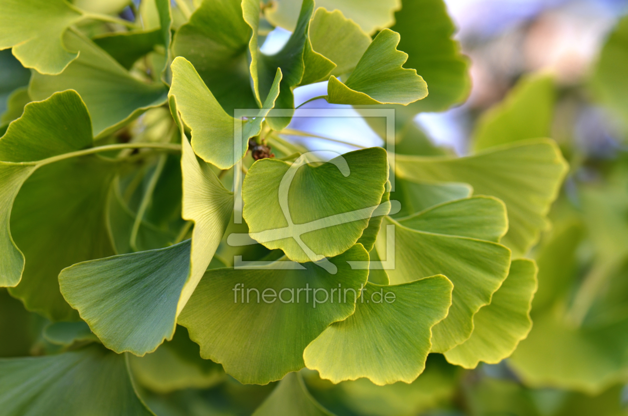 Bild-Nr.: 12828904 Ginkgo erstellt von Atteloi