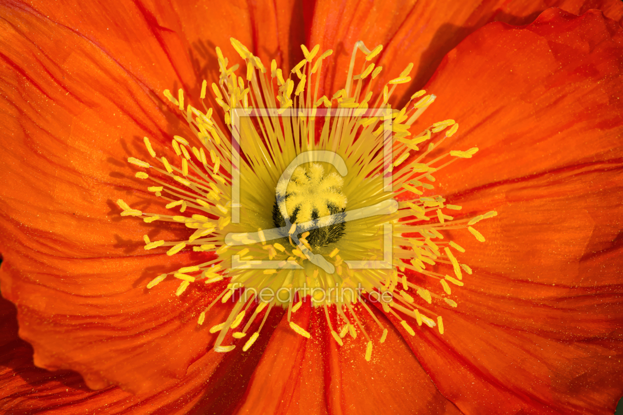 Bild-Nr.: 12828995 Rot-Gelbe Blüte erstellt von Oli