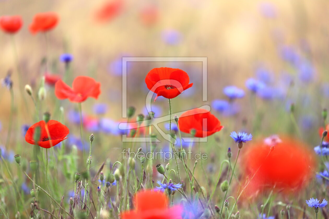 Bild-Nr.: 12829219 Mohnimpressionen 4 erstellt von Heike  Hultsch