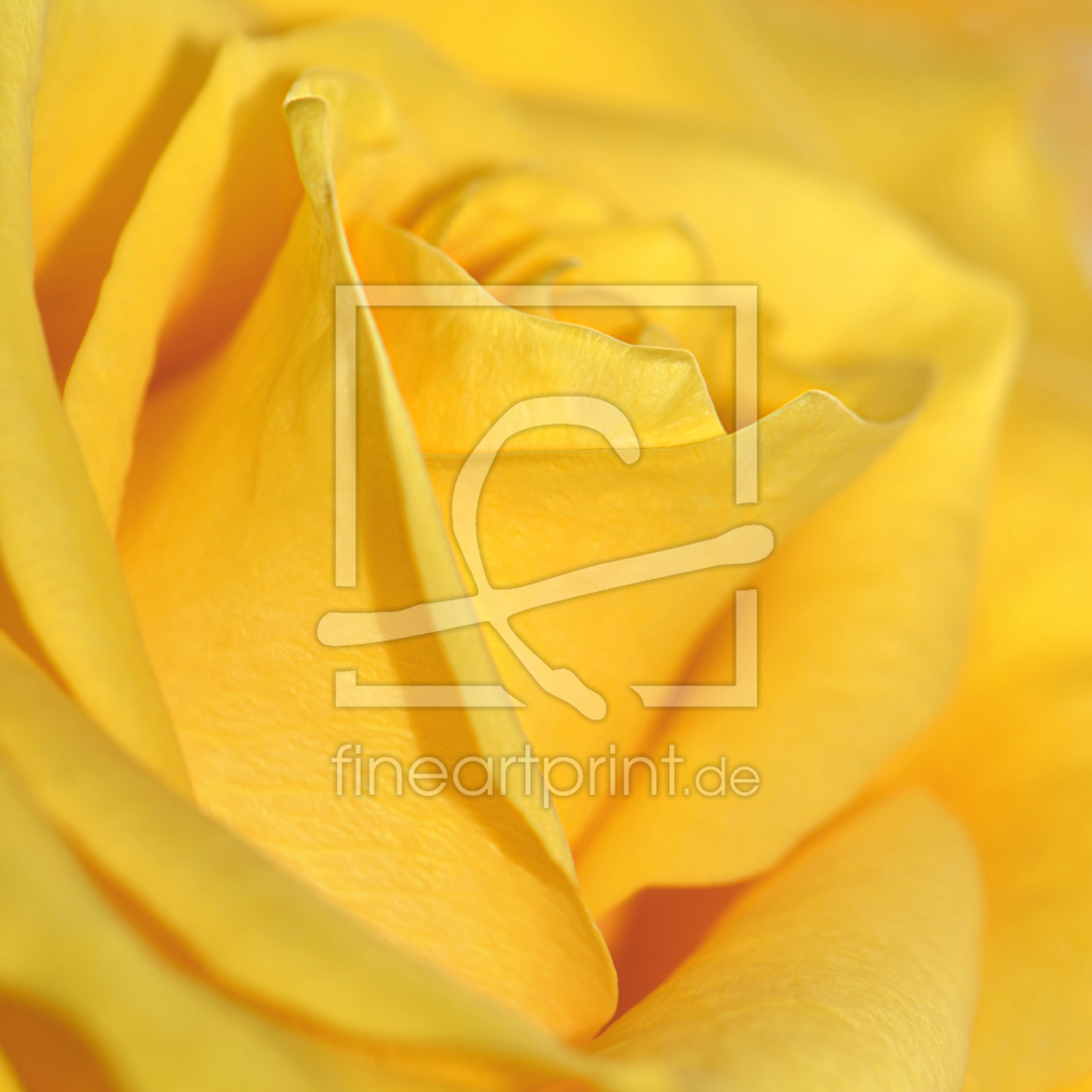 Bild-Nr.: 12829304  Rose erstellt von Atteloi