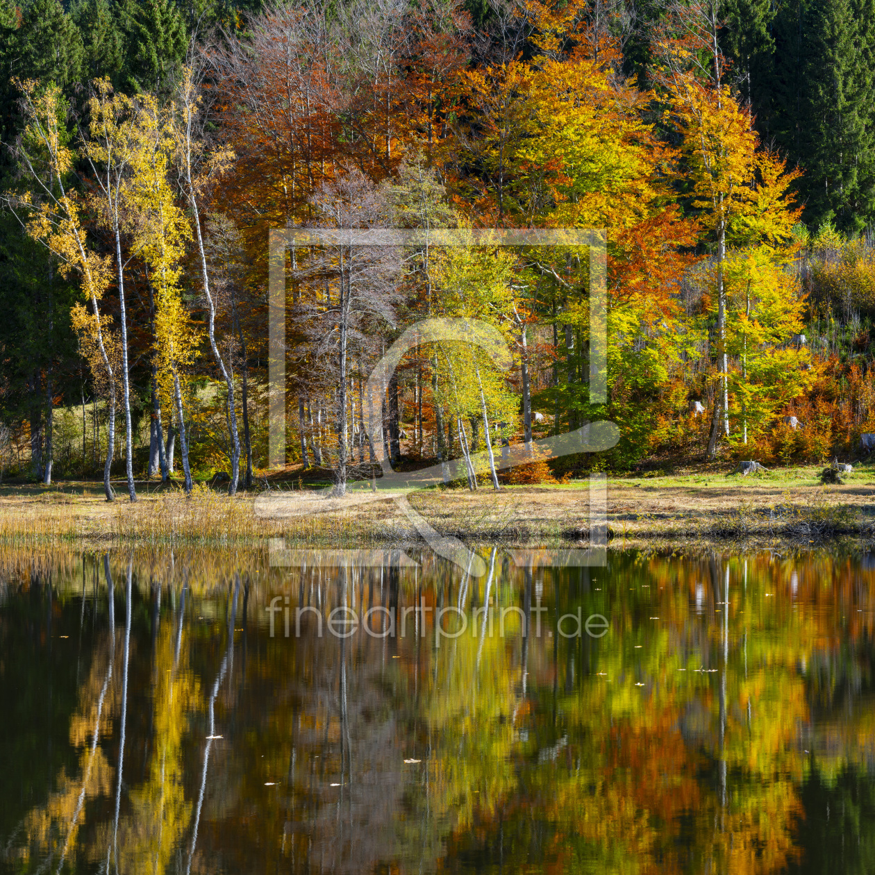 Bild-Nr.: 12829439 Herbst im Oberallgäu erstellt von Walter G. Allgöwer