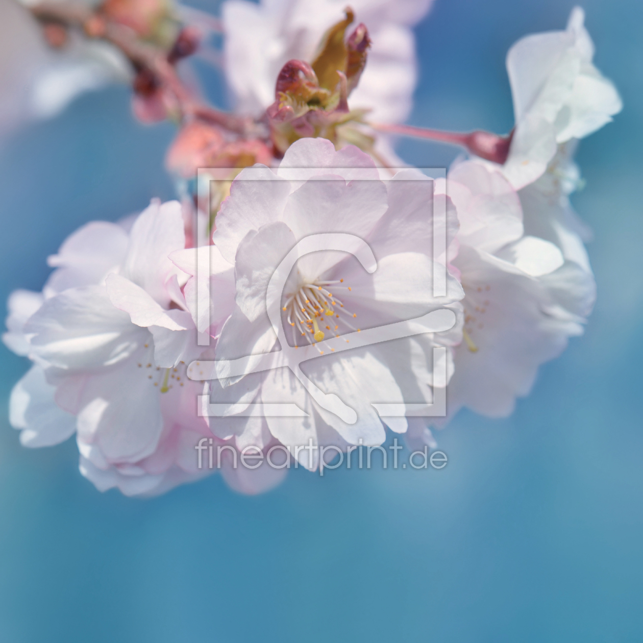Bild-Nr.: 12829497 Kirschblüte erstellt von Atteloi