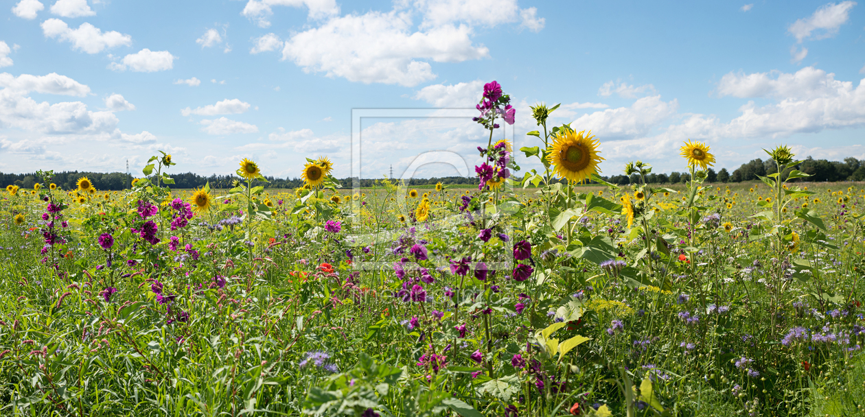 Bild-Nr.: 12829744 Blumenwiese für Insekten erstellt von SusaZoom