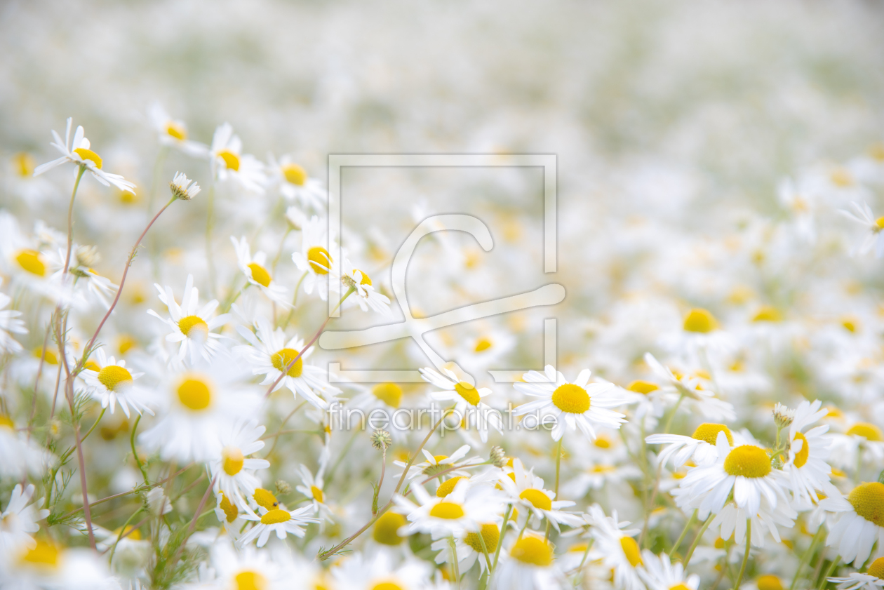 Bild-Nr.: 12829755 Kamillenblüte Gesundes am Wegsrand erstellt von Tanja Riedel