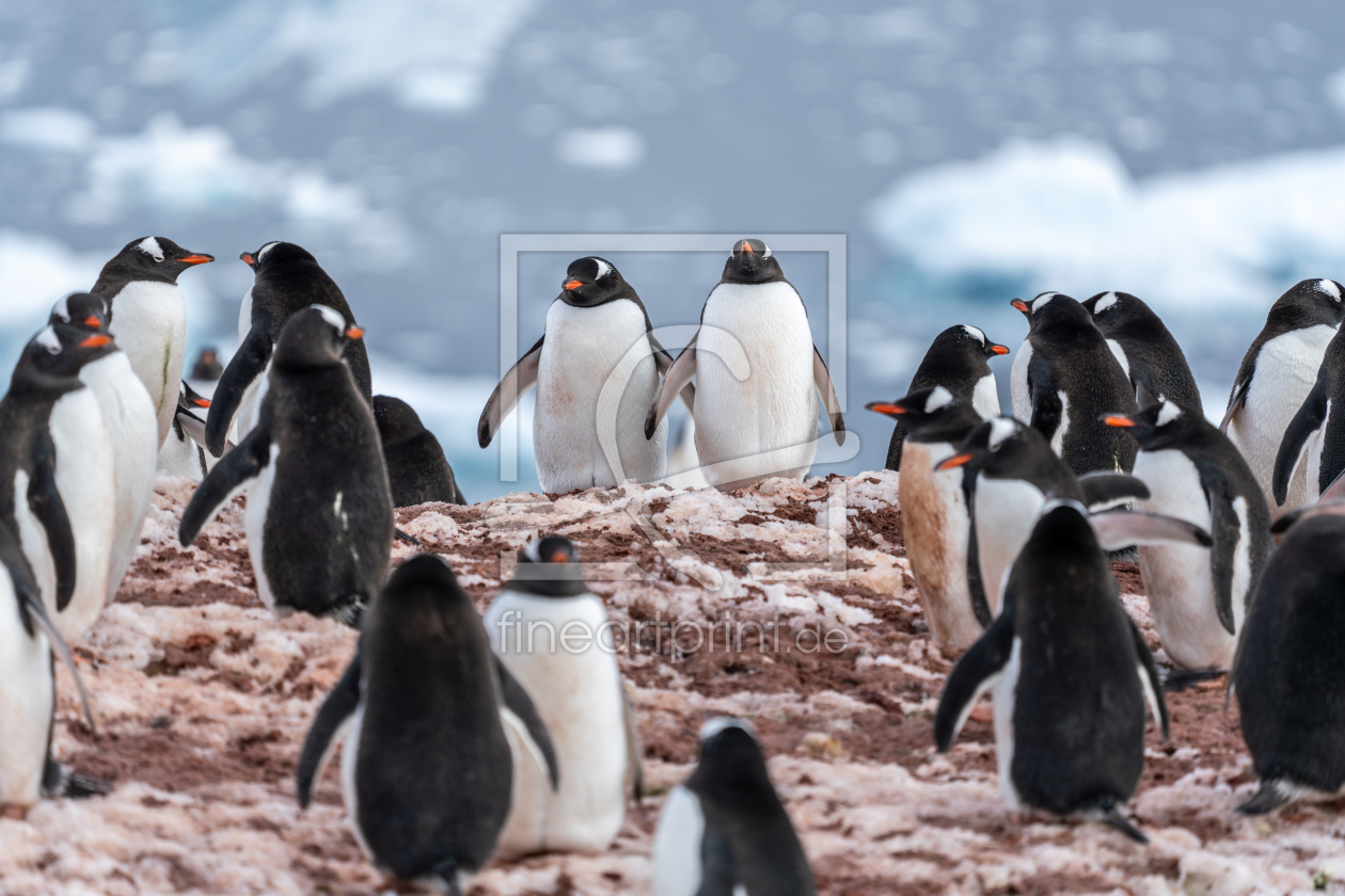 Bild-Nr.: 12830097 Pinguine in der Antarktis erstellt von eyetronic