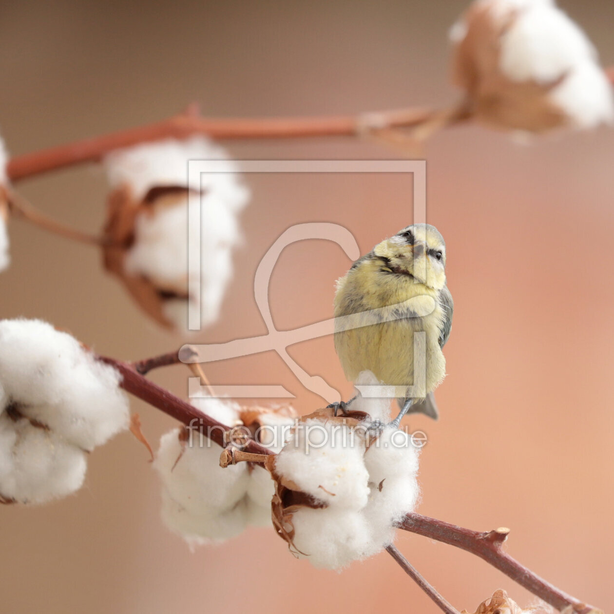 Bild-Nr.: 12830214 Kleine neugierige Blaumeise erstellt von Heike  Hultsch