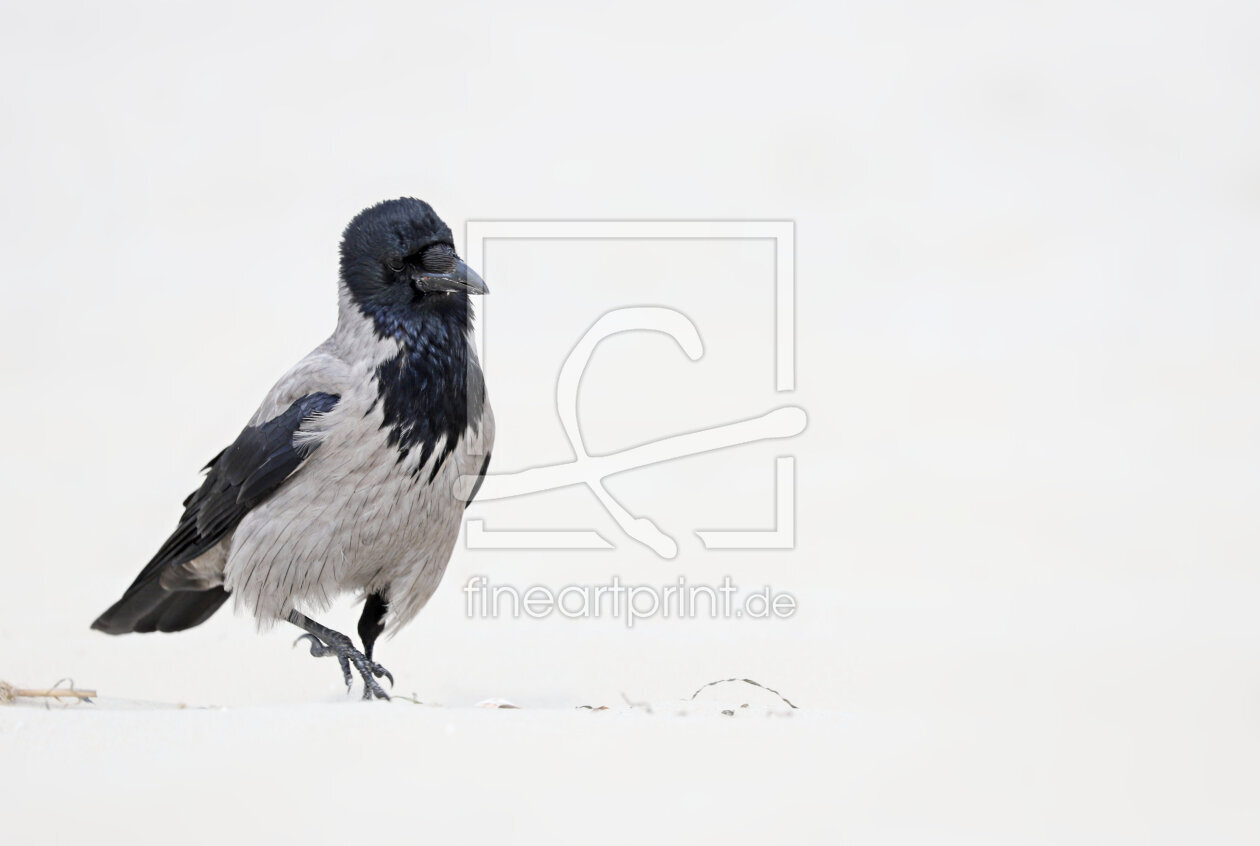 Bild-Nr.: 12830221 Nebelkrähe erstellt von Heike  Hultsch