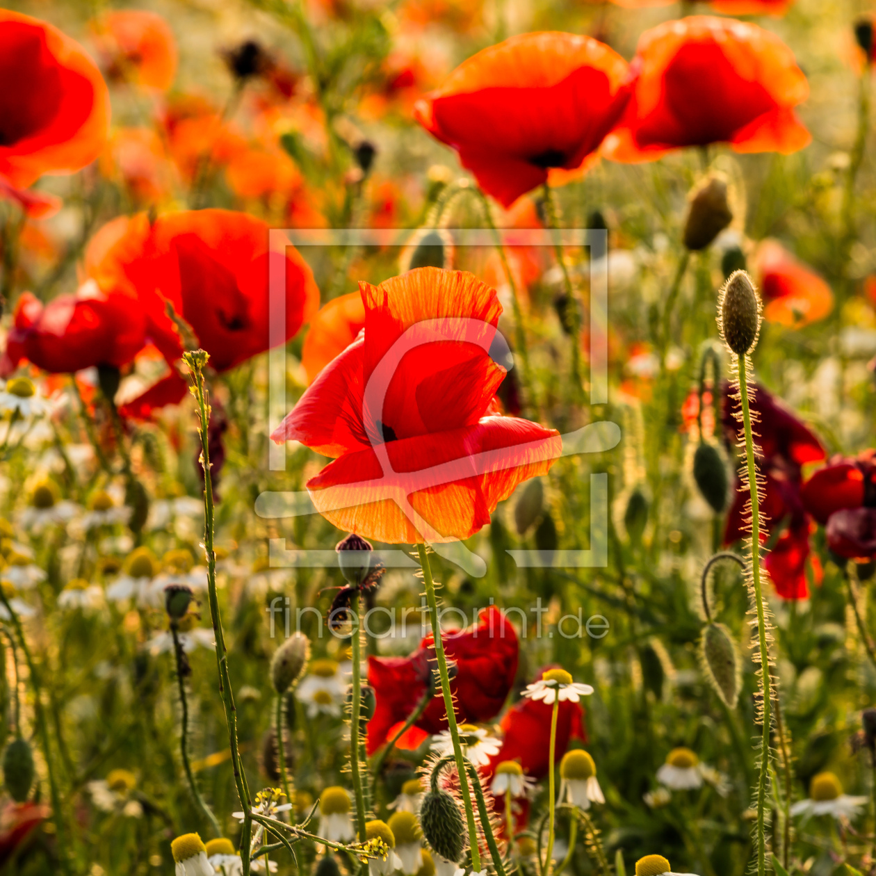Bild-Nr.: 12830463  Mohn Sommerwiese   Quadrat erstellt von Ursula Reins