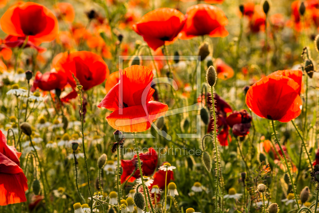 Bild-Nr.: 12830464 Mohn Sommerwiese erstellt von Ursula Reins