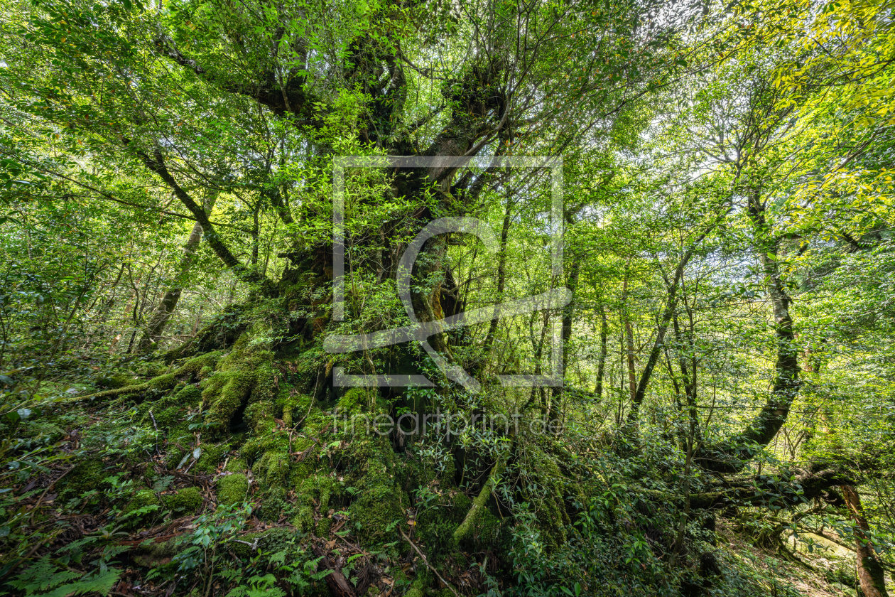 Bild-Nr.: 12830564 Versteckte Zeder im Wald erstellt von eyetronic