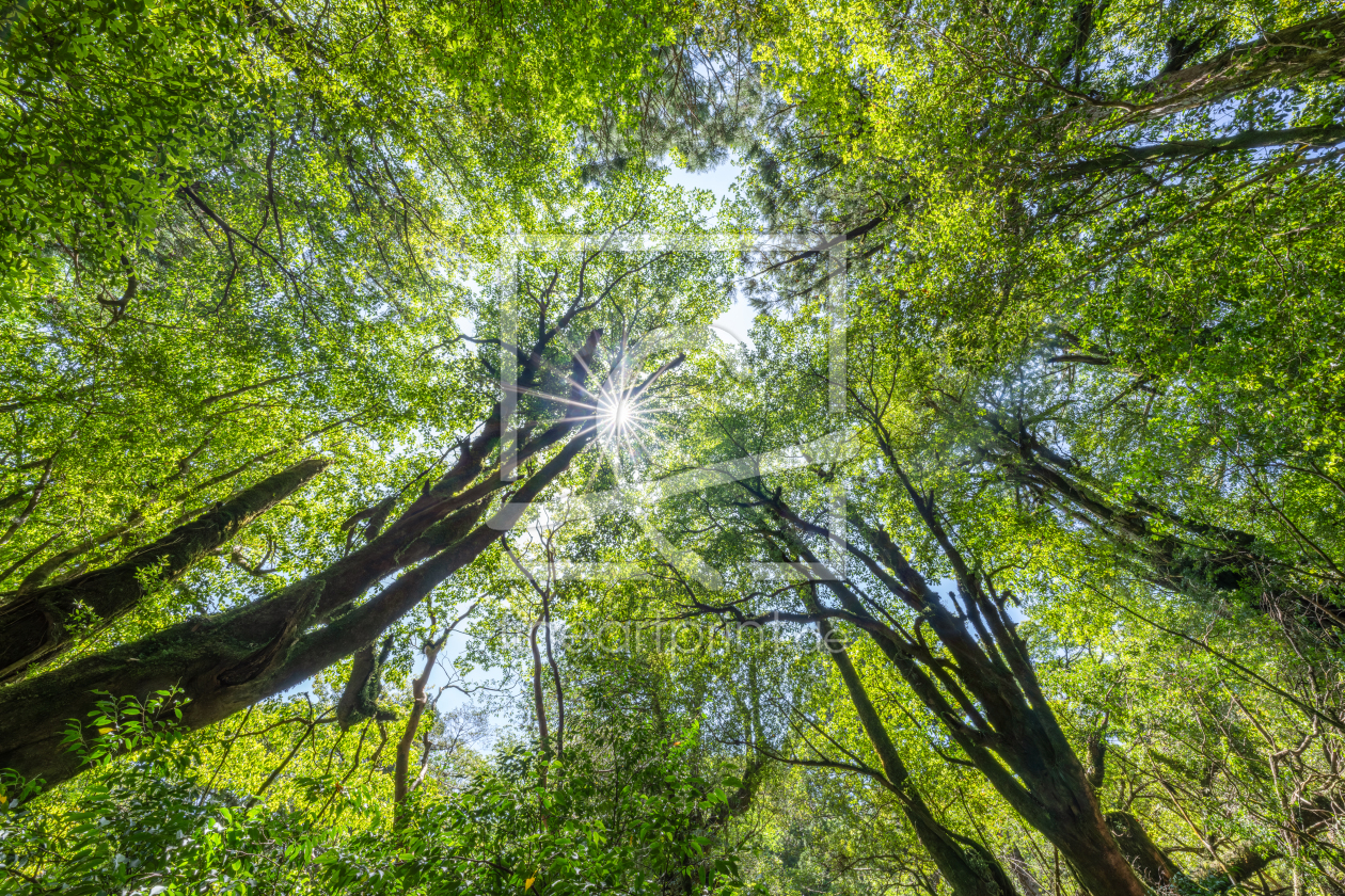 Bild-Nr.: 12830569 Sonnenlicht scheint durch die Baumkronen erstellt von eyetronic