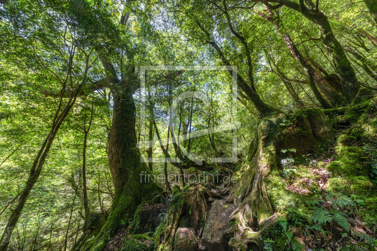 Bild-Nr.: 12830669 Lebendiger Wald erstellt von eyetronic