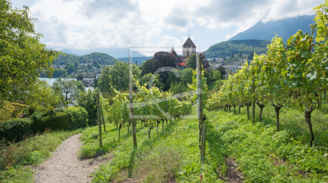 Bild-Nr.: 12830830 Rebberg Spiez II erstellt von SusaZoom