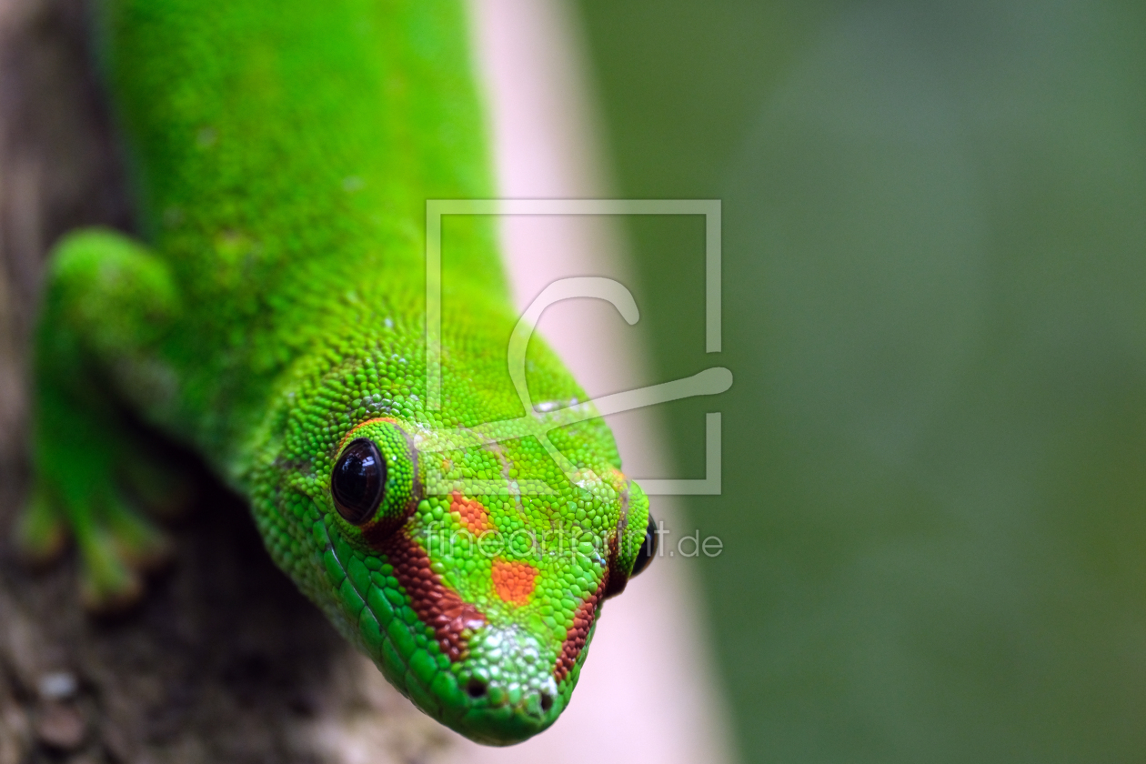 Bild-Nr.: 12831298 Großer Madagaskar-Taggecko erstellt von Gerhard Albicker