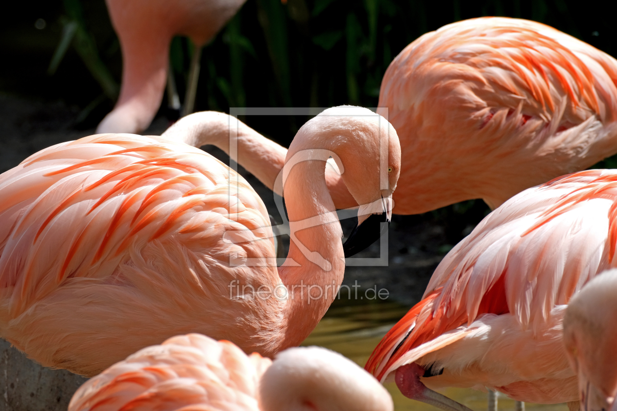 Bild-Nr.: 12831302 Flamingo erstellt von Gerhard Albicker