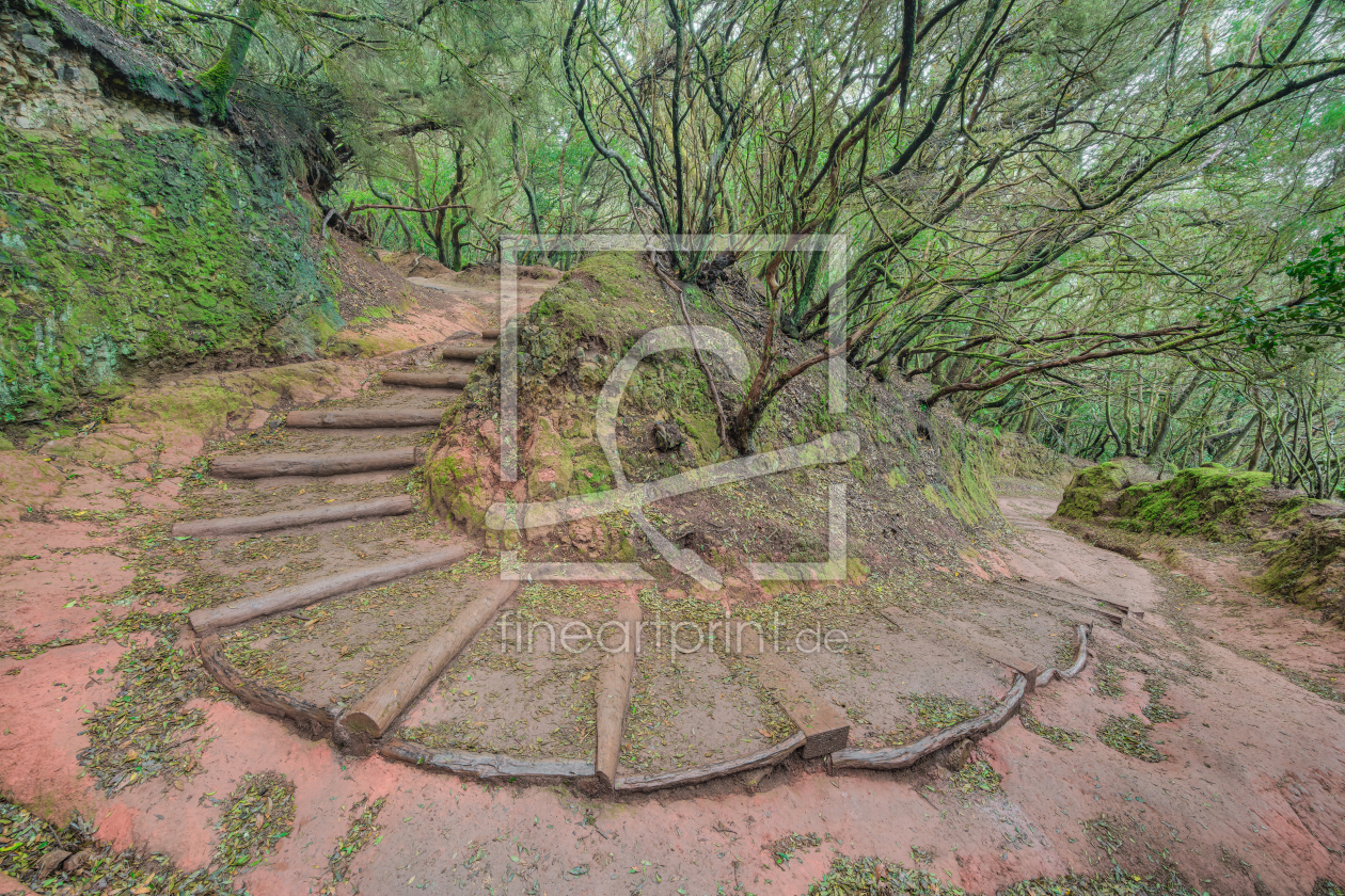 Bild-Nr.: 12831973 Teneriffa Wanderweg durch den Lorbeerwald  erstellt von Michael Valjak