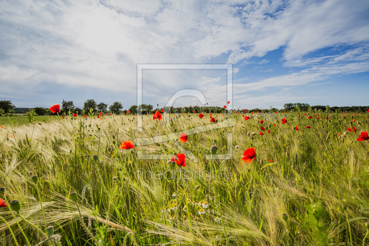 Bild-Nr.: 12832332 Leuchtender Mohn erstellt von Ursula Reins