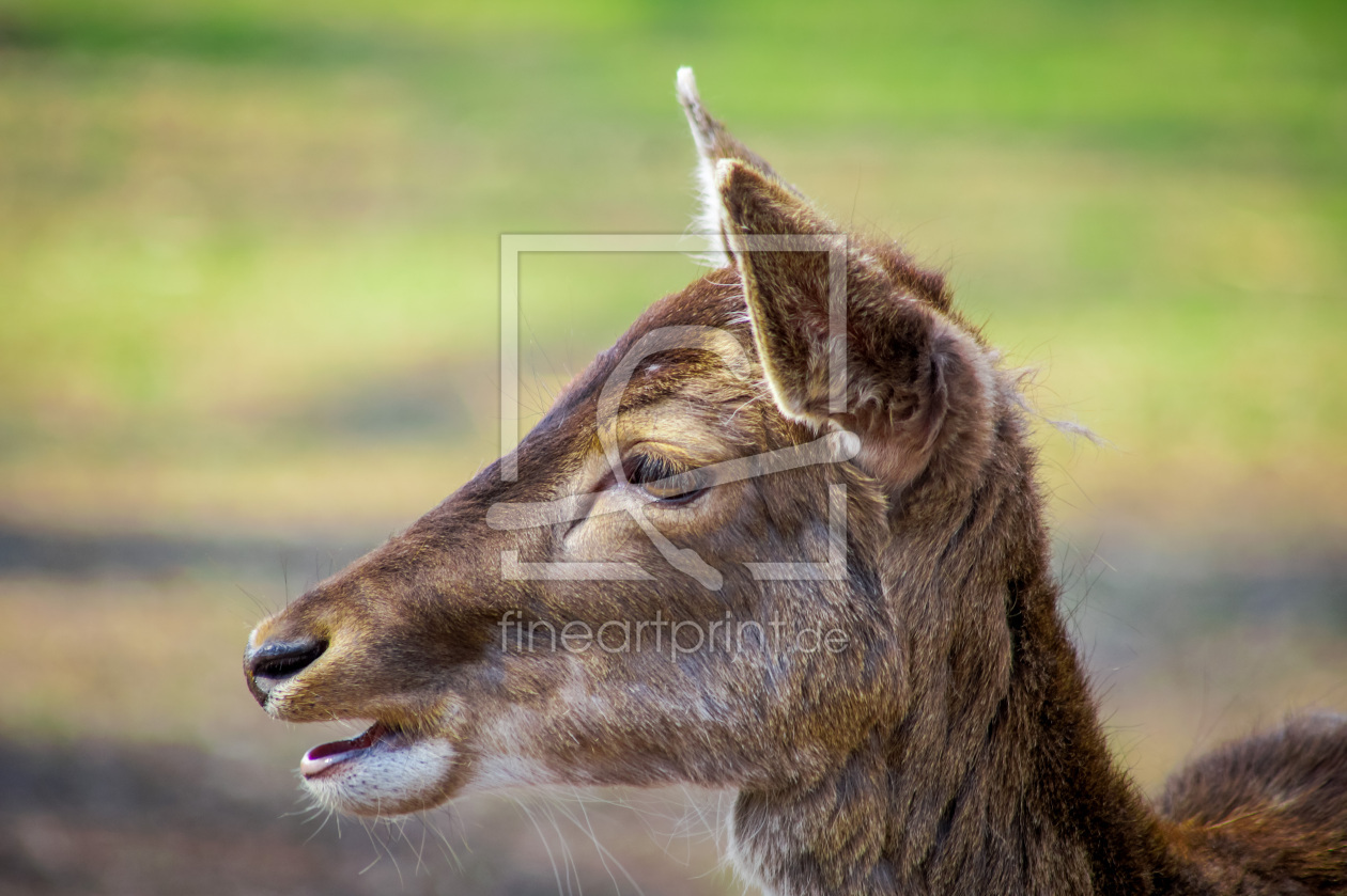 Bild-Nr.: 12832727 Damwild Momente erstellt von PhotoMah