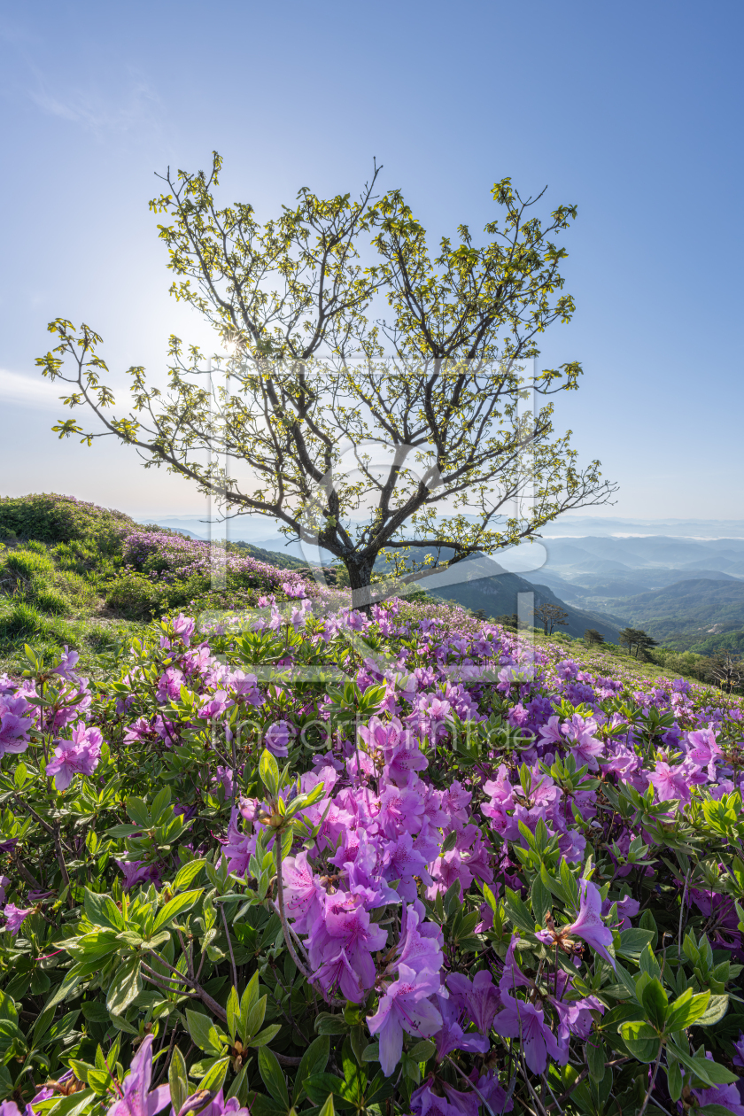 Bild-Nr.: 12833180 Azaleen im Frühling erstellt von eyetronic