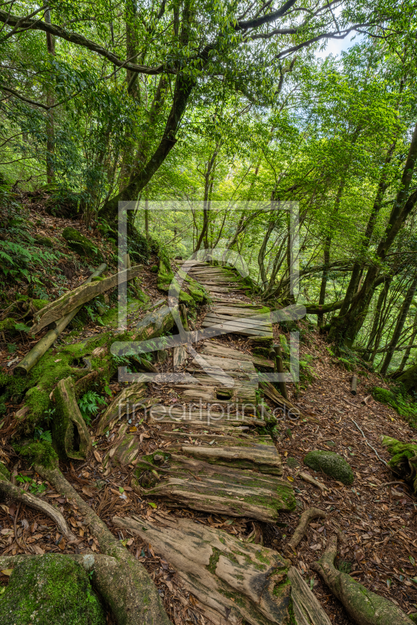 Bild-Nr.: 12833185 Waldpfad erstellt von eyetronic