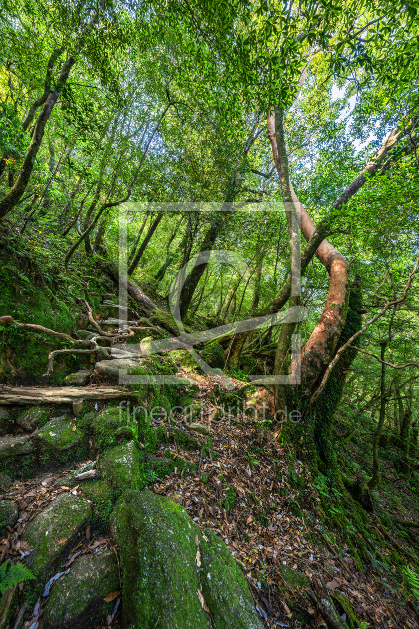 Bild-Nr.: 12833217 Verwunschener Waldpfad erstellt von eyetronic