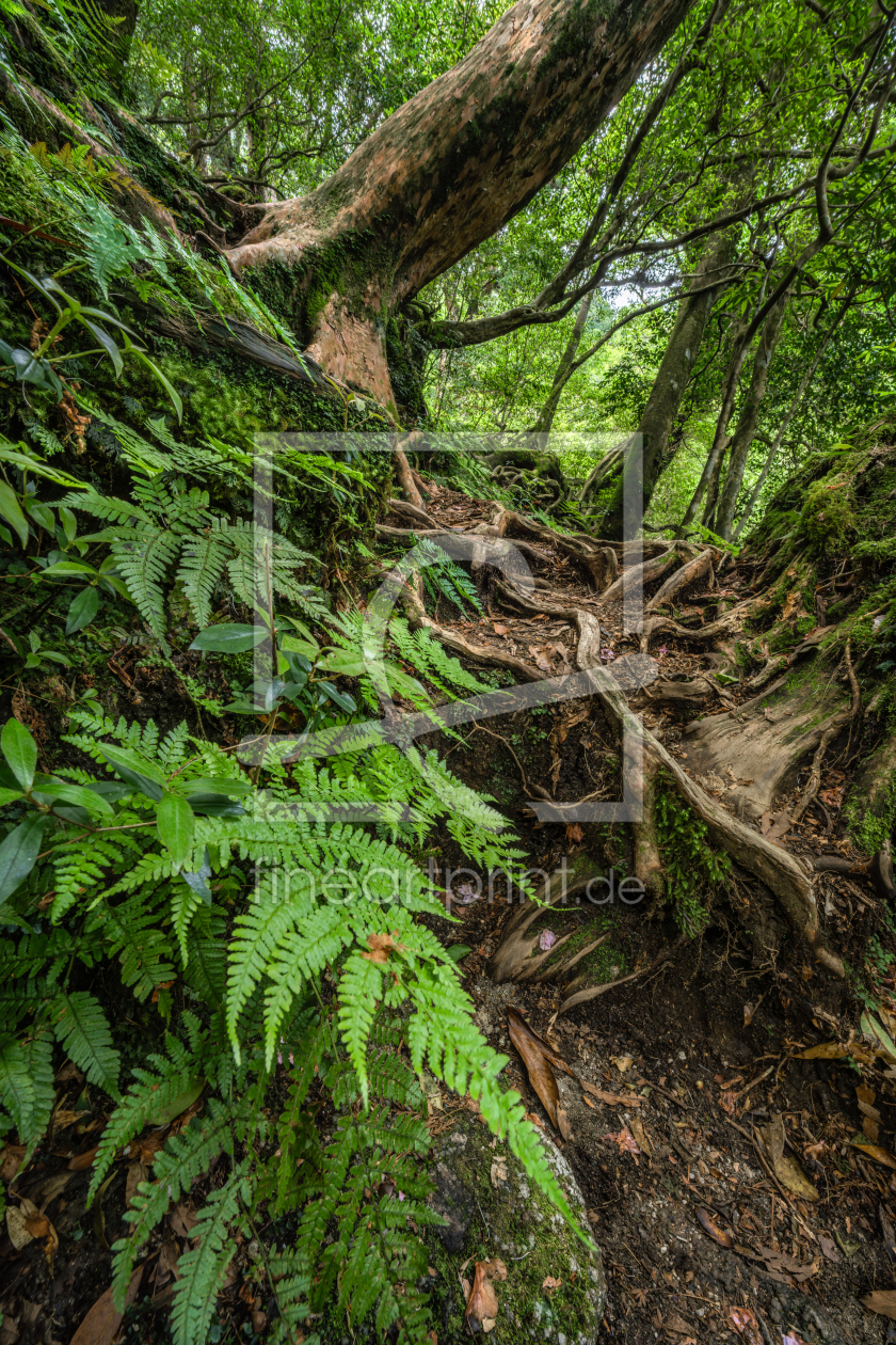 Bild-Nr.: 12833219 Grüner Farn im Wald erstellt von eyetronic