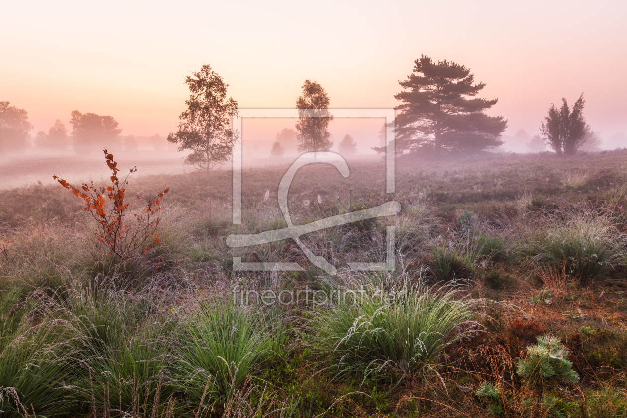 Bild-Nr.: 12834012 Morgendämmerung in der Lüneburger Heide erstellt von Daniela Beyer