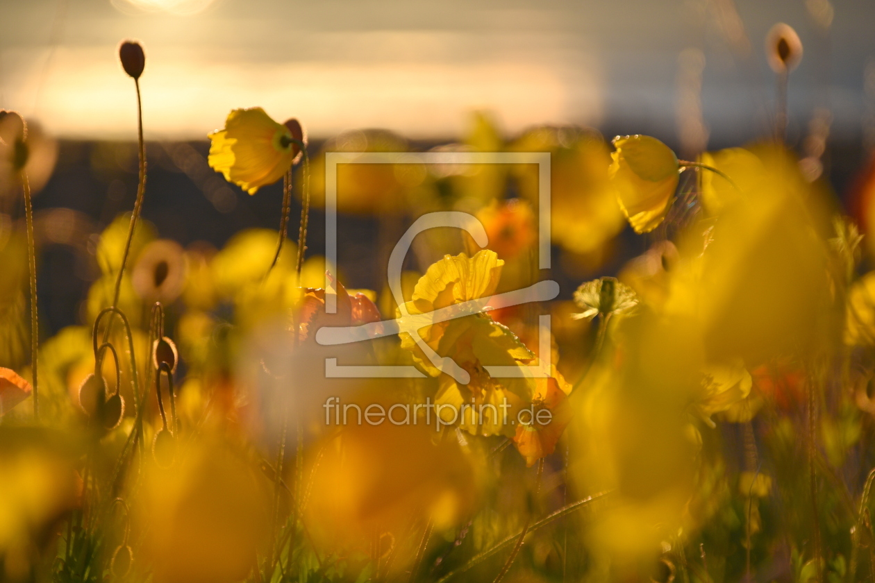 Bild-Nr.: 12835298 gelber Mohn im Abendlicht erstellt von GUGIGEI