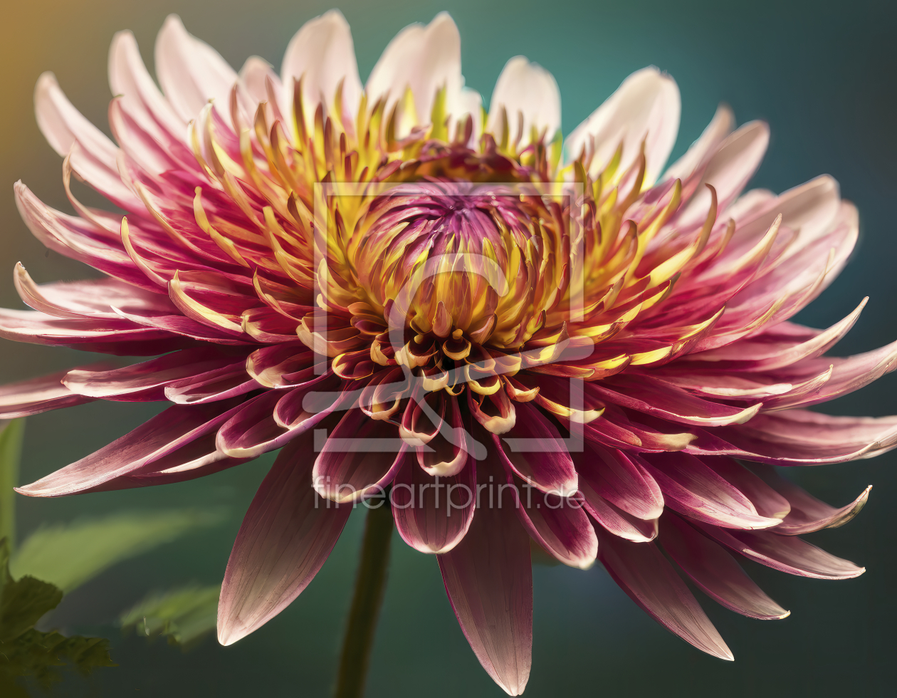 Bild-Nr.: 12835402 Dahliablüten Makro KI erstellt von XYRIUS