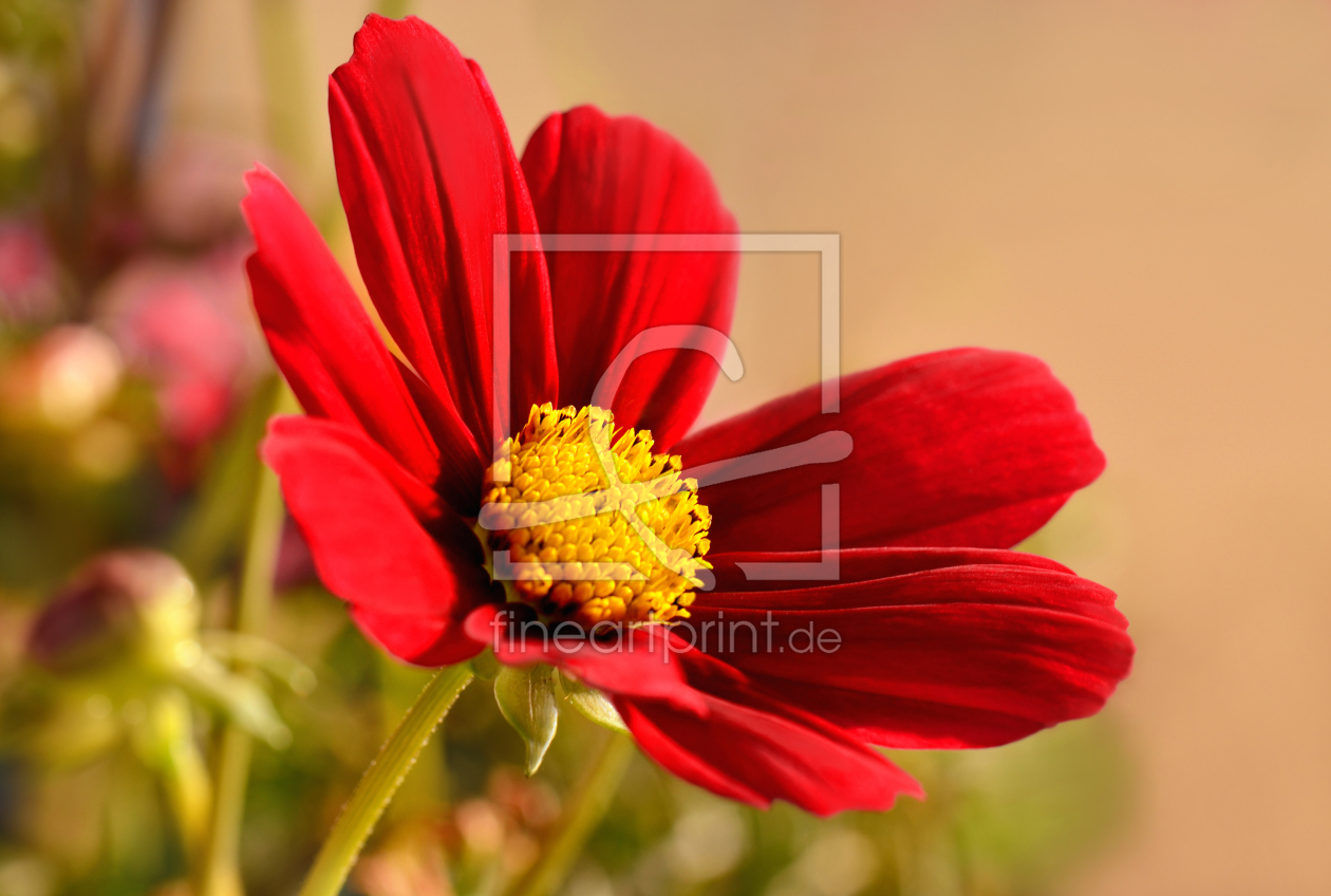 Bild-Nr.: 12835512 Cosmea erstellt von Atteloi