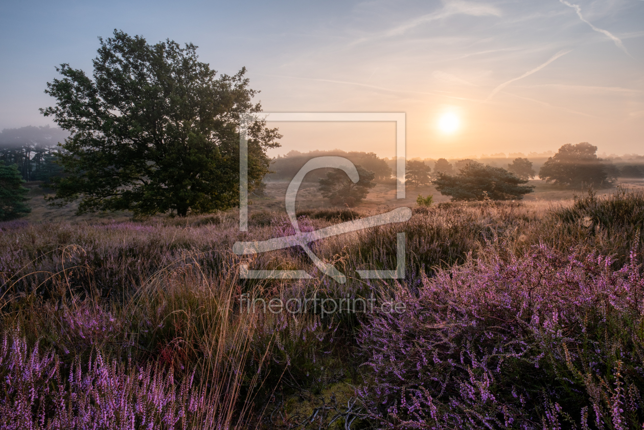 Bild-Nr.: 12836060 Westruper Heide2 erstellt von NaturArtPhotographie