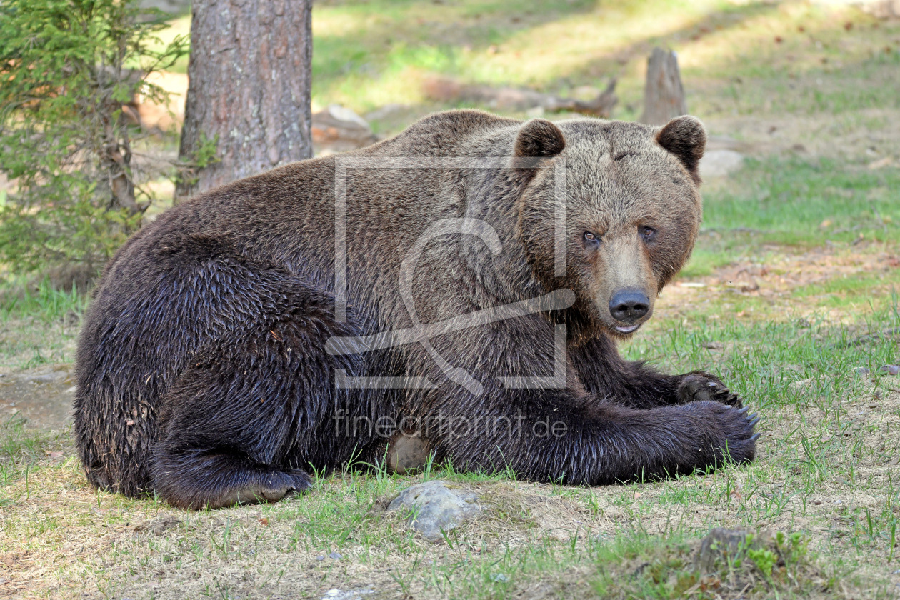 Bild-Nr.: 12836926 Blickkontakt erstellt von GUGIGEI