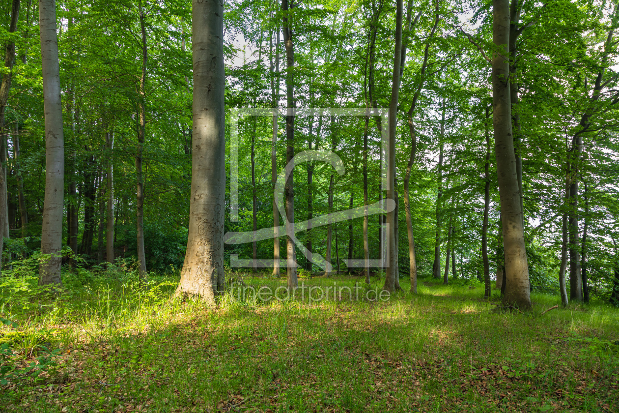 Bild-Nr.: 12837260 Licht und Schatten im Wald  erstellt von Ursula Reins