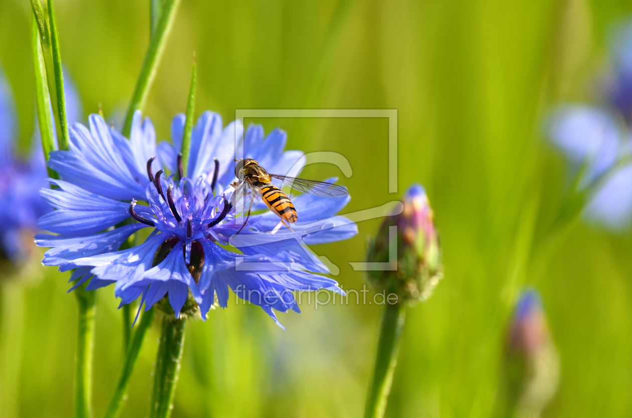 Bild-Nr.: 12839116 Schwebfliege erstellt von Atteloi