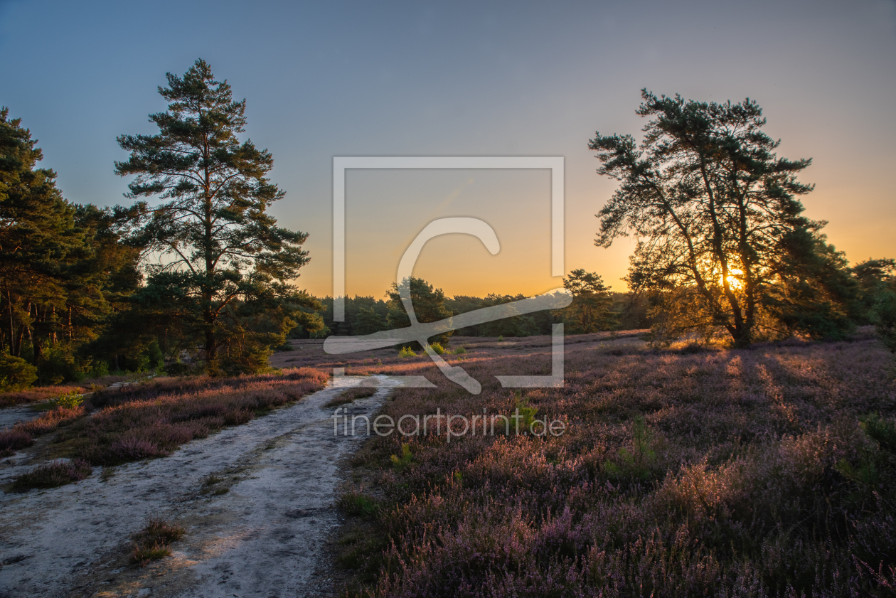 Bild-Nr.: 12839585 Heideblüte Landschaft im Sonnenuntergang erstellt von Tanja Riedel