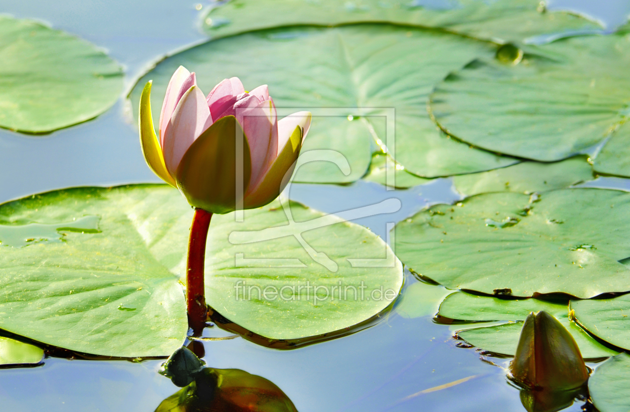 Bild-Nr.: 12839684 Seerose erstellt von Atteloi