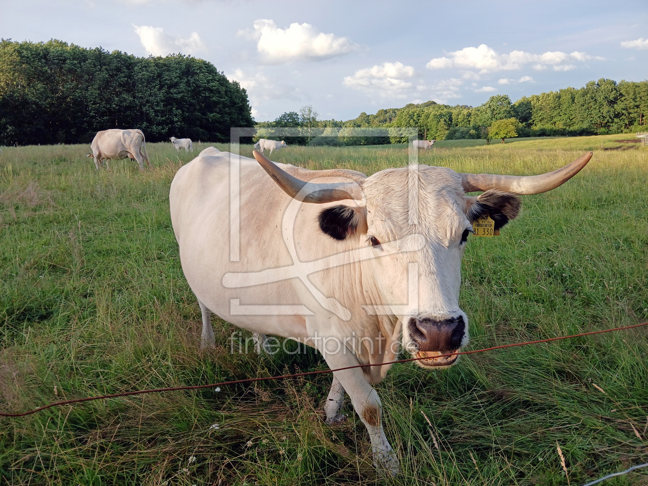 Bild-Nr.: 12841224 Milchkühe erstellt von Ostfriese