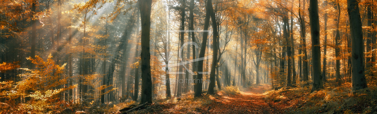 Bild-Nr.: 12841830 Schöne Herbststimmung in einem nebligen Wald erstellt von Smileus