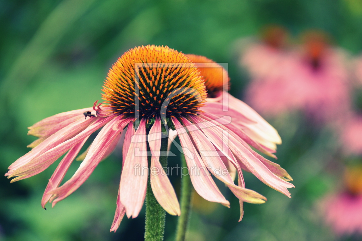 Bild-Nr.: 12842063 Echinacea erstellt von GUGIGEI