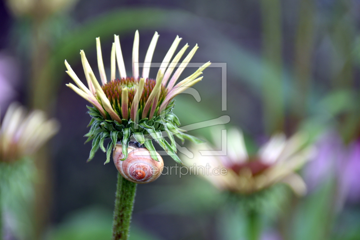 Bild-Nr.: 12842064 Schnecke erstellt von GUGIGEI