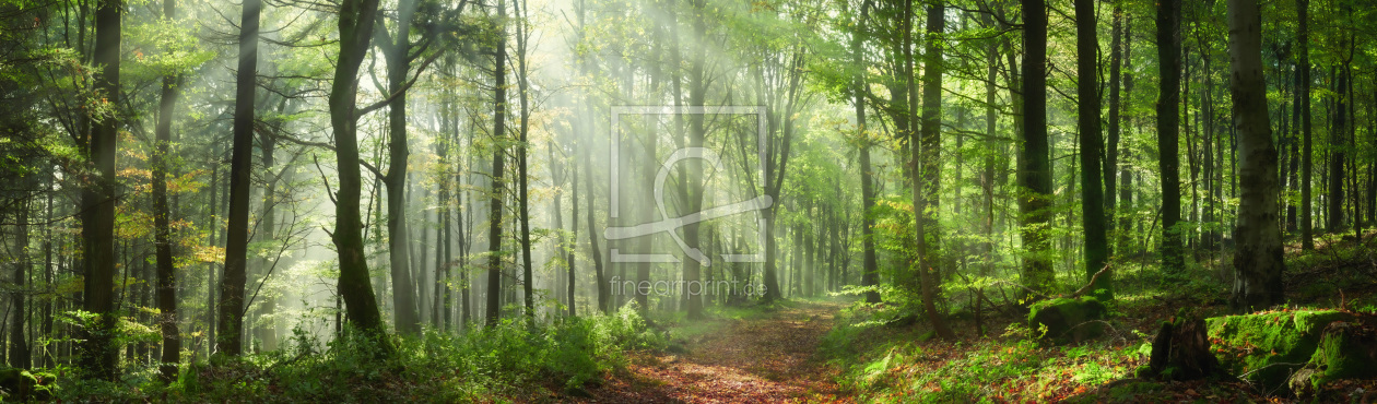 Bild-Nr.: 12842296 Bezaubernde Sonnenstrahlen in einem grünen Wald erstellt von Smileus