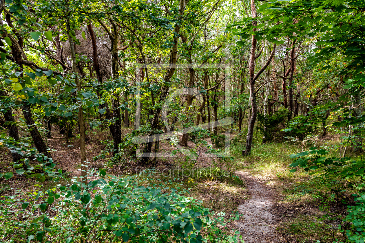 Bild-Nr.: 12842466 Küsten Urwald erstellt von Ursula Reins