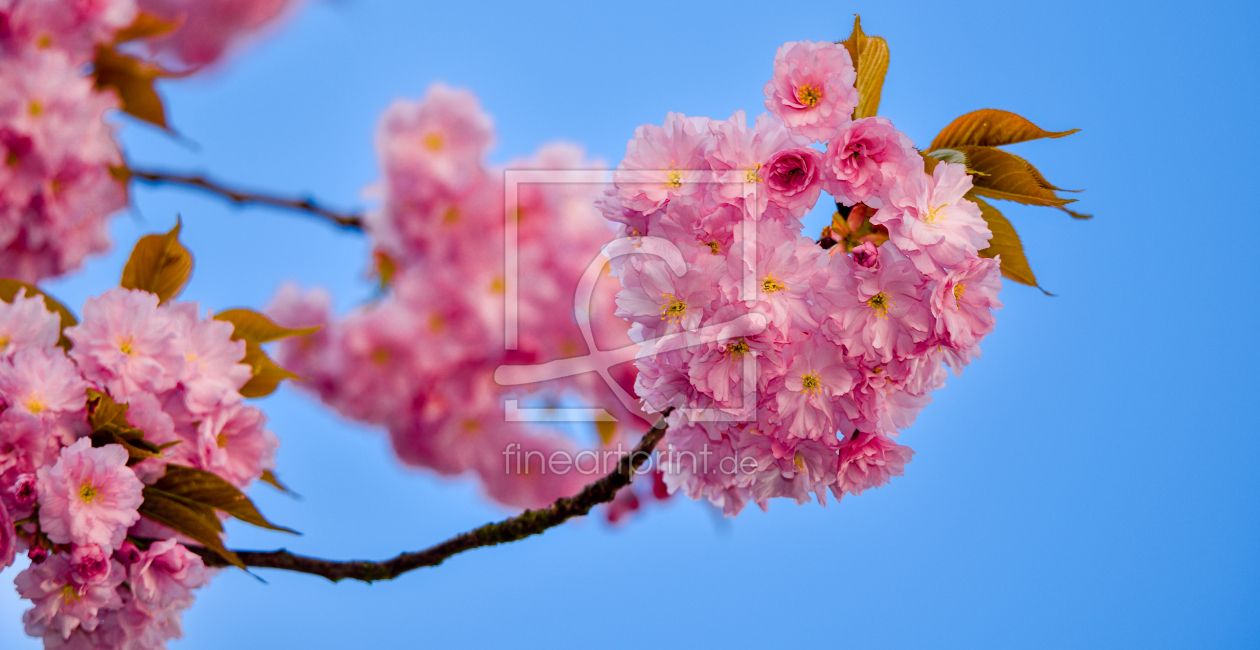Bild-Nr.: 12843190  Rosa Blüten erstellt von Gregor Handy
