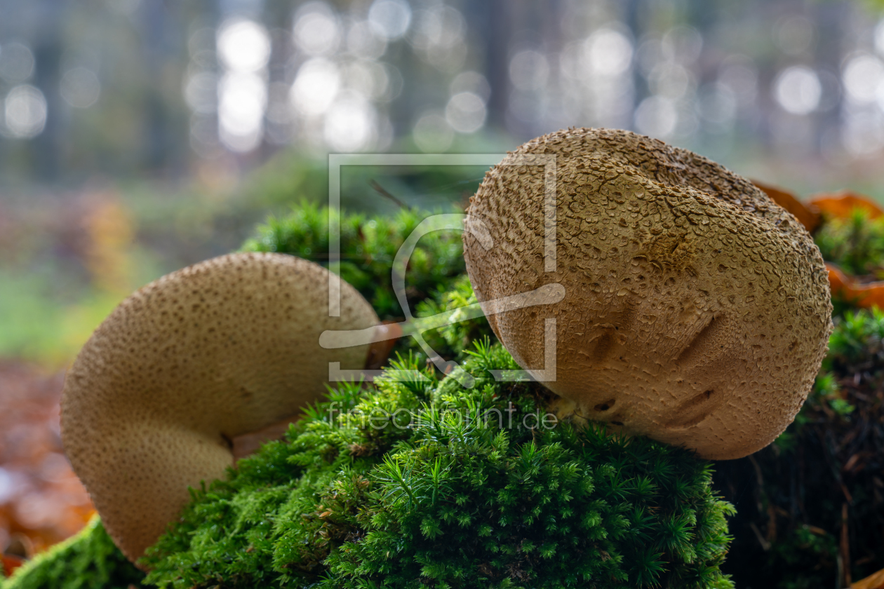 Bild-Nr.: 12843192 Kartoffelboviste auf einem Baumstamm  erstellt von volker heide