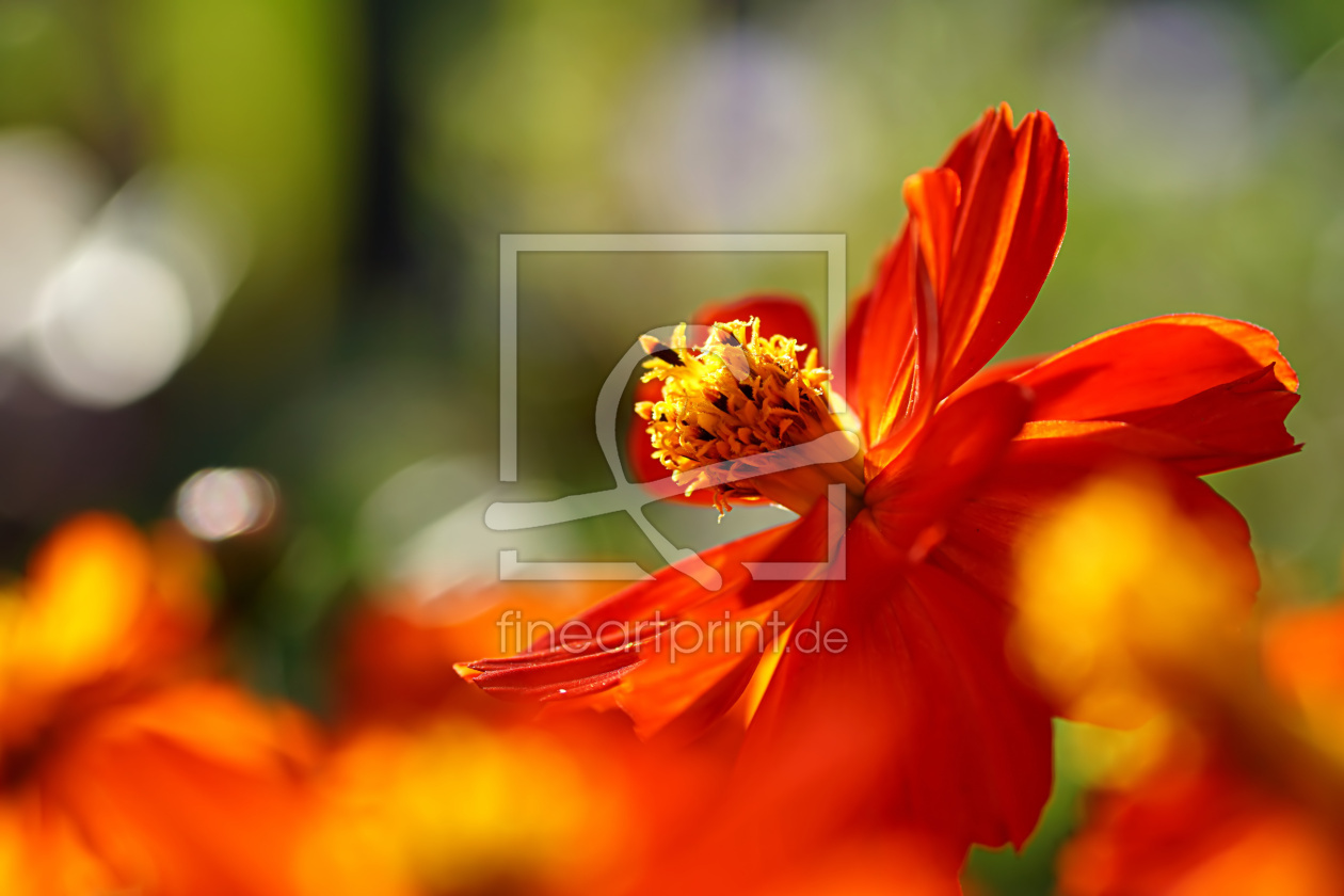 Bild-Nr.: 12843404 Rote Akzente erstellt von youhaveadream