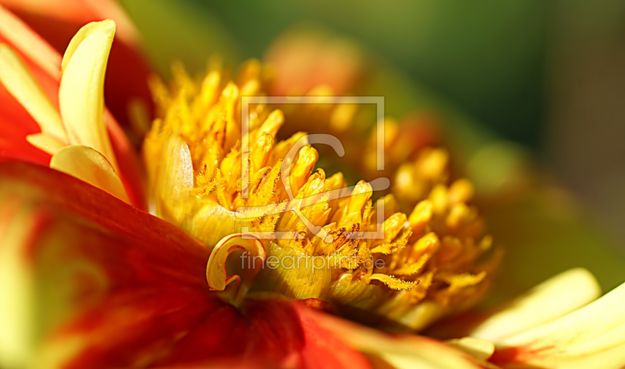 Bild-Nr.: 12843406 Dahlia erstellt von youhaveadream